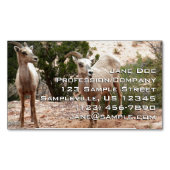 Funny Bighorn Sheep in Zion National Park Magnetisch Visitekaartje (Voorkant)