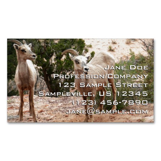 Funny Bighorn Sheep in Zion National Park Magnetisch Visitekaartje (Voorkant)