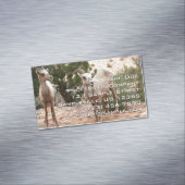 Funny Bighorn Sheep in Zion National Park Magnetisch Visitekaartje (Voorbeeld)