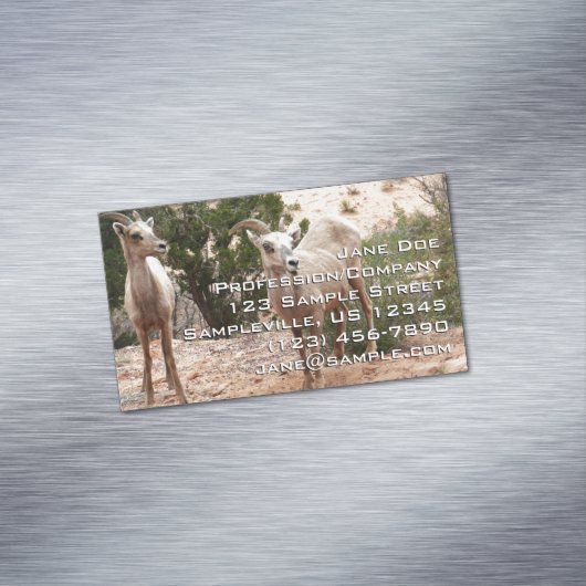 Funny Bighorn Sheep in Zion National Park Magnetisch Visitekaartje (Voorbeeld)