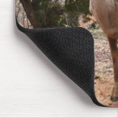 Funny Bighorn Sheep in Zion National Park Muismat (Hoek)