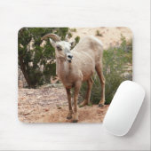 Funny Bighorn Sheep in Zion National Park Muismat (Met muis)