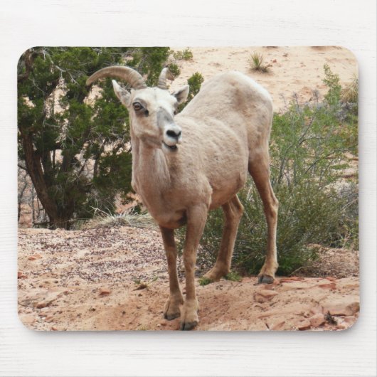 Funny Bighorn Sheep in Zion National Park Muismat (Voorkant)