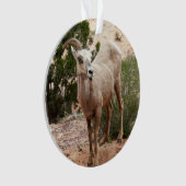Funny Bighorn Sheep in Zion National Park Ornament (voorkant)