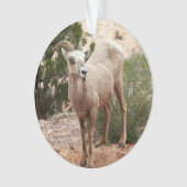 Funny Bighorn Sheep in Zion National Park Ornament (voorkant)