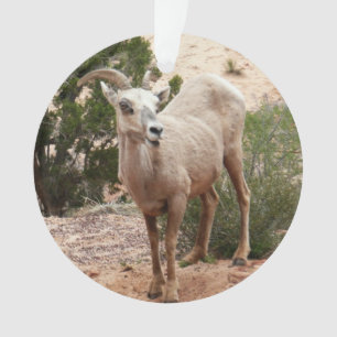 Funny Bighorn Sheep in Zion National Park Ornament