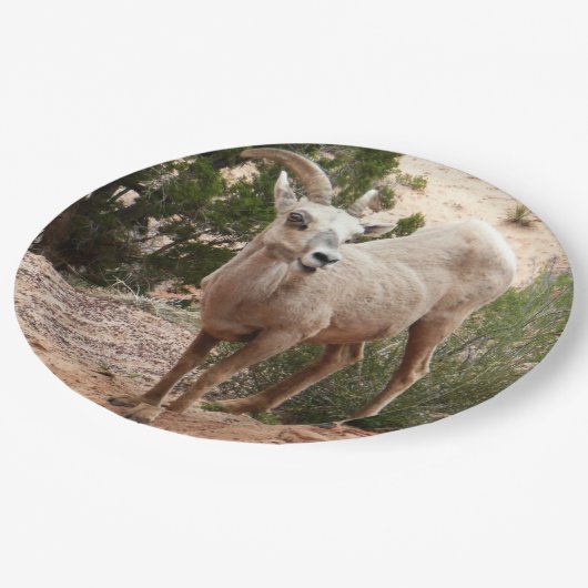 Funny Bighorn Sheep in Zion National Park Papieren Bordje (Gekanteld)