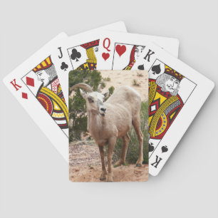 Funny Bighorn Sheep in Zion National Park Pokerkaarten