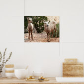 Funny Bighorn Sheep in Zion National Park Poster (Keuken)