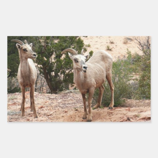 Funny Bighorn Sheep in Zion National Park Rechthoekige Sticker (Voorkant)