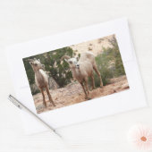 Funny Bighorn Sheep in Zion National Park Rechthoekige Sticker (Envelop)