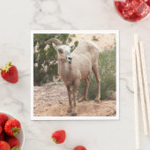 Funny Bighorn Sheep in Zion National Park Servetten (Insitu)