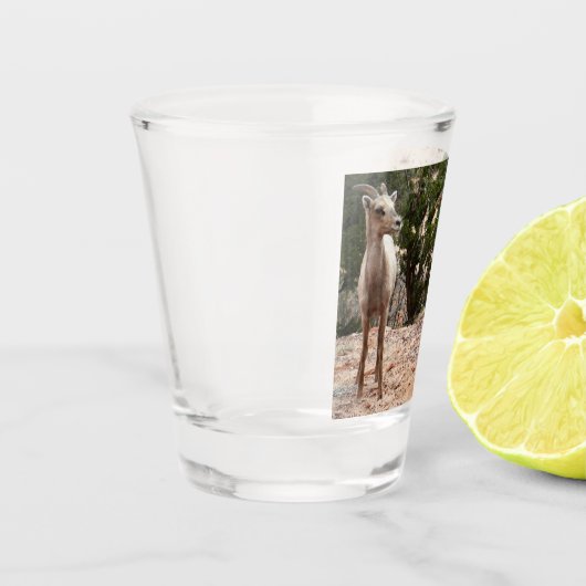 Funny Bighorn Sheep in Zion National Park Shot Glas (Links)