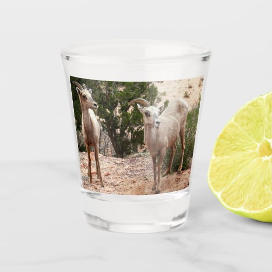 Funny Bighorn Sheep in Zion National Park Shot Glas (Voorkant)