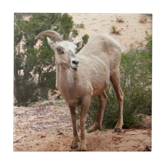 Funny Bighorn Sheep in Zion National Park Tegeltje (Voorkant)