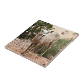 Funny Bighorn Sheep in Zion National Park Tegeltje (Zijkant)