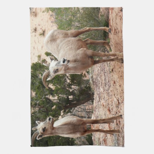 Funny Bighorn Sheep in Zion National Park Theedoek (Verticaal)