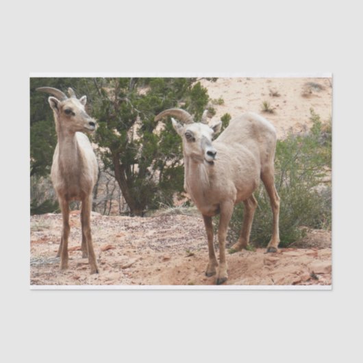 Funny Bighorn Sheep in Zion National Park Tissuepapier (Voorkant)
