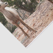 Funny Bighorn Sheep in Zion National Park Tissuepapier (Detail)