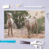 Funny Bighorn Sheep in Zion National Park Tissuepapier (Craft)