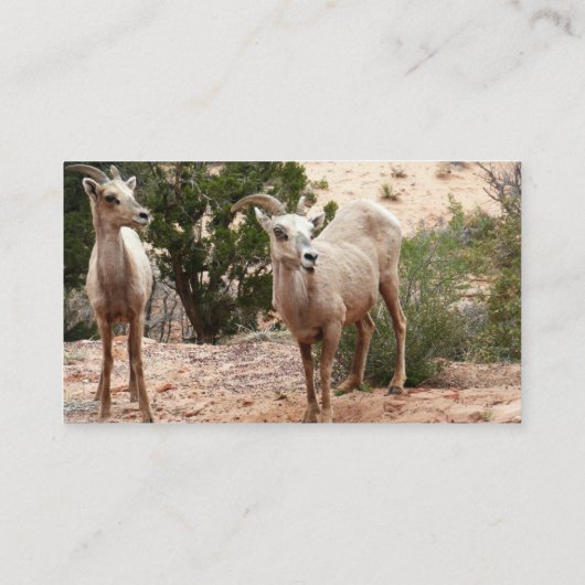 Funny Bighorn Sheep in Zion National Park Visitekaartje (Achterkant)