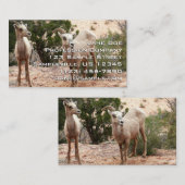 Funny Bighorn Sheep in Zion National Park Visitekaartje (Voorkant / Achterkant)