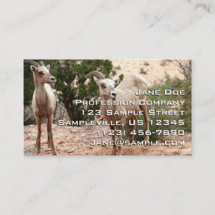Funny Bighorn Sheep in Zion National Park Visitekaartje