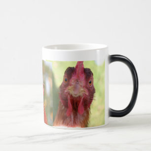 FUNNY BIRD MORPHING MOK