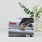 Funny Bird, Sparrow Briefkaart (Staand voorkant)