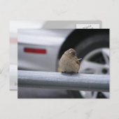 Funny Bird, Sparrow Briefkaart (Voorkant / Achterkant)