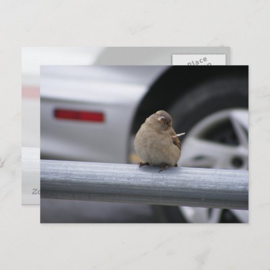 Funny Bird, Sparrow Briefkaart (Voorkant / Achterkant)
