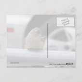 Funny Bird, Sparrow Briefkaart (Achterkant)