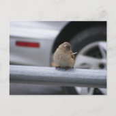 Funny Bird, Sparrow Briefkaart (Voorkant)