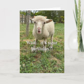 Funny Birthday  Farm Animal Sheep Cute Barnyard  Kaart (Voorkant)
