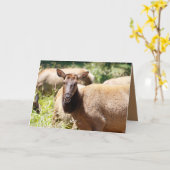 Funny Birthday-kaart met elk Kaart (Gele Bloem)