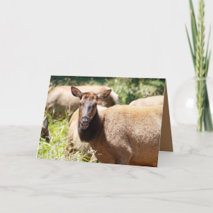 Funny Birthday-kaart met elk Kaart