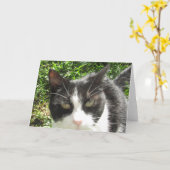 Funny Black and White Cat Photo Blank Card Kaart (Gele Bloem)