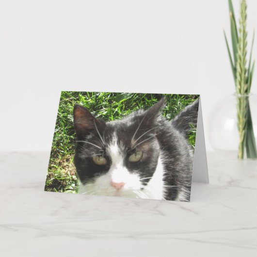 Funny Black and White Cat Photo Blank Card Kaart (Voorkant)