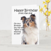 Funny Blue Merle Sheltie Verjaardag Kaart (Gele Bloem)