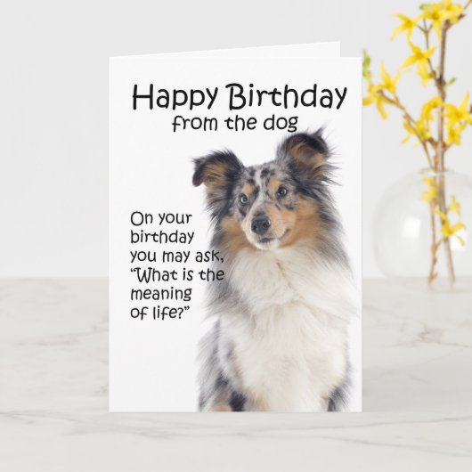Funny Blue Merle Sheltie Verjaardag Kaart (Gele Bloem)