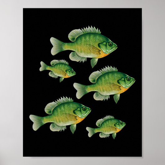 Funny Bluegill Sunfish Fishing Freshwater Fish Ang Poster (Voorkant)