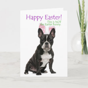 Funny Boston Terrier Easter Card Feestdagen Kaart