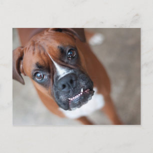 Funny boxer briefkaart