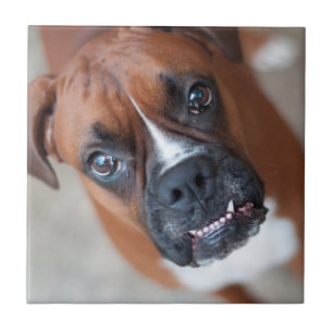 Funny boxer tegeltje