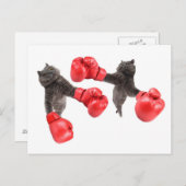 Funny boxing cats briefkaart (Voorkant / Achterkant)