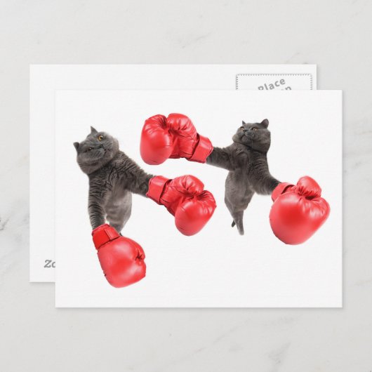 Funny boxing cats briefkaart (Voorkant / Achterkant)