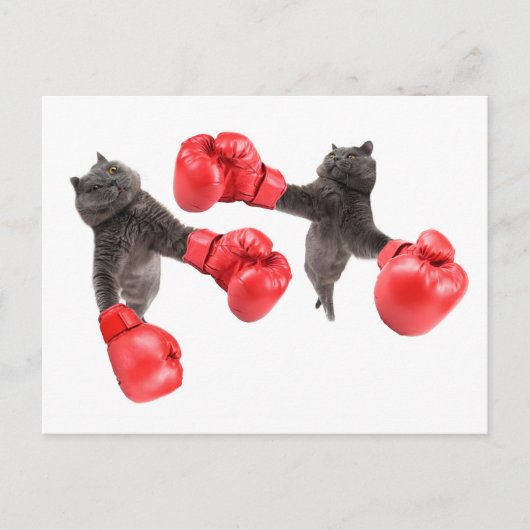 Funny boxing cats briefkaart (Voorkant)