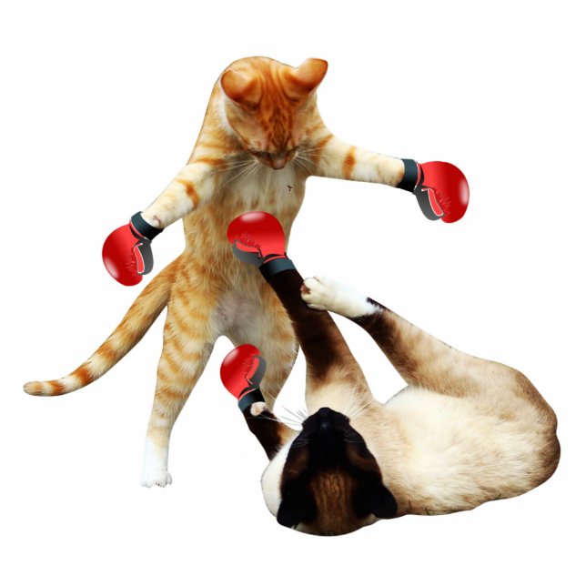 Funny boxing cats fotobeeldje magneet (Voorkant)