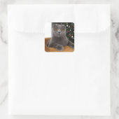 Funny British cat and christmas tree Vierkante Sticker (Tas)