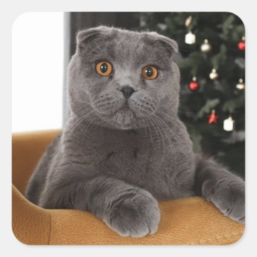 Funny British cat and christmas tree Vierkante Sticker (Voorkant)